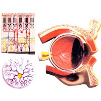 Human Eye Demonstration Model