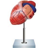 Human Heart Model