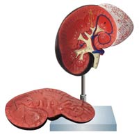 Human Kidney with Adrenal Gland Model