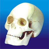 Human Skull Model 3 Parts Model