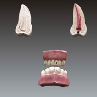 Human Teeth - Set Of 16