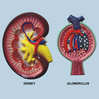 Kidney Section Model