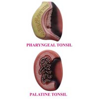 Tonsils Model