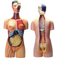 Torso with Interchangable Sex Organs-24 Parts