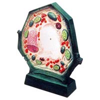 Typical Plant Cell Model