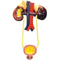 Urinary Organs Kidney with Bladder