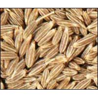 Cumin Seed Oil