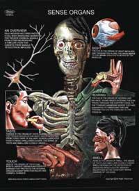 Human Anatomy Models