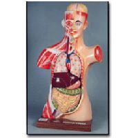 Human Anatomy Models-pic 240-1