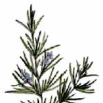 rosemary oil