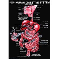 Digestive Systen Educational Charts
