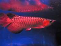 Chili Red Arowana Fish
