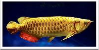 Golden Arowana Fish