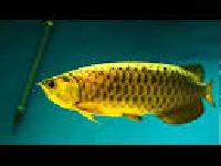 Golden Xback Arowana Fish