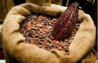 Ivory Coast Cocoa Beans