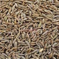 cumin seeds