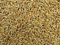 Milling Wheat