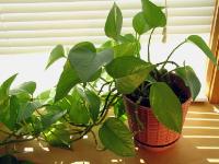 indoor foliage plants