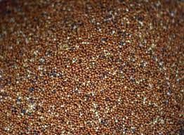 millet seeds