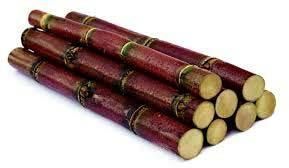 sugarcane