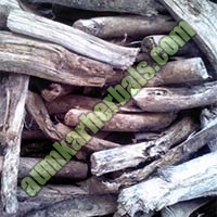 Moringa Root