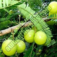 Phyllanthus Emblica