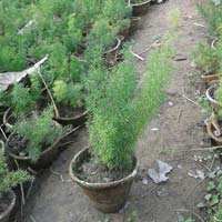 Asparagus Sprengeri Plants