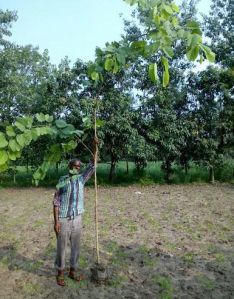 Bauhinia Purpurea Plants