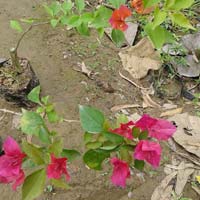 Bougainvillea Plants