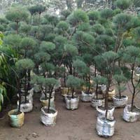 Casuarina Topiary Plants