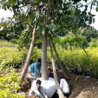 Ficus Benghalensis Banyan Plants