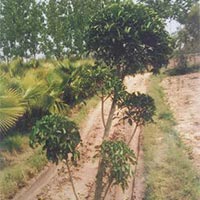 Ficus Retusa Topiary Plants