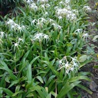 Spider Lily Plants