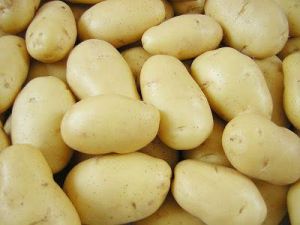Fresh Potato Seeds