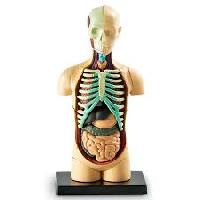 Human Anatomy Models