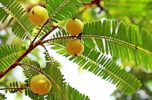 Amla (Emblica officinalis) Seeds,Emblic Myrobalan/Indian-Gooseberry