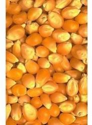 yellow corn maize