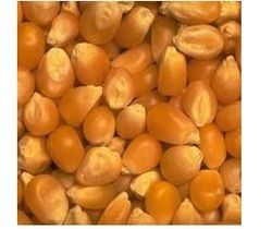 Yellow Corn Maize For Animal Feed