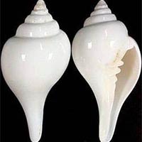 Puja Conch