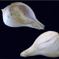 Raw Conch Shell