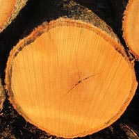 oak Wood