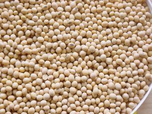 Soybean Seeds