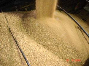 soybean meal