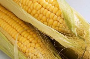 yellow maize
