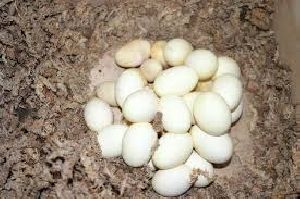 boa eggs,crocodile eggs,snake eggs,tortoise eggs,eggs