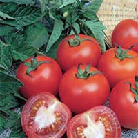 F1 Tomato Seeds