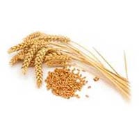 wheat seed