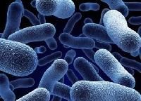 Azotobacter - Manufacturers, Suppliers & Exporters in India