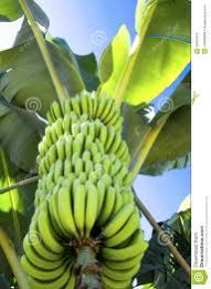 Nutritive Banana