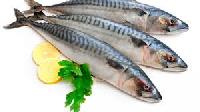 Mackerel Fish